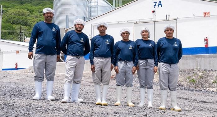 Pollo vivo en una granja de Avigrupo