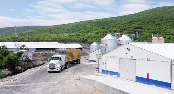 Empleados de la zona de Morelos de Avigrupo en una granja de pollo vivo