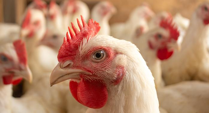 Pollo vivo en una granja de Avigrupo