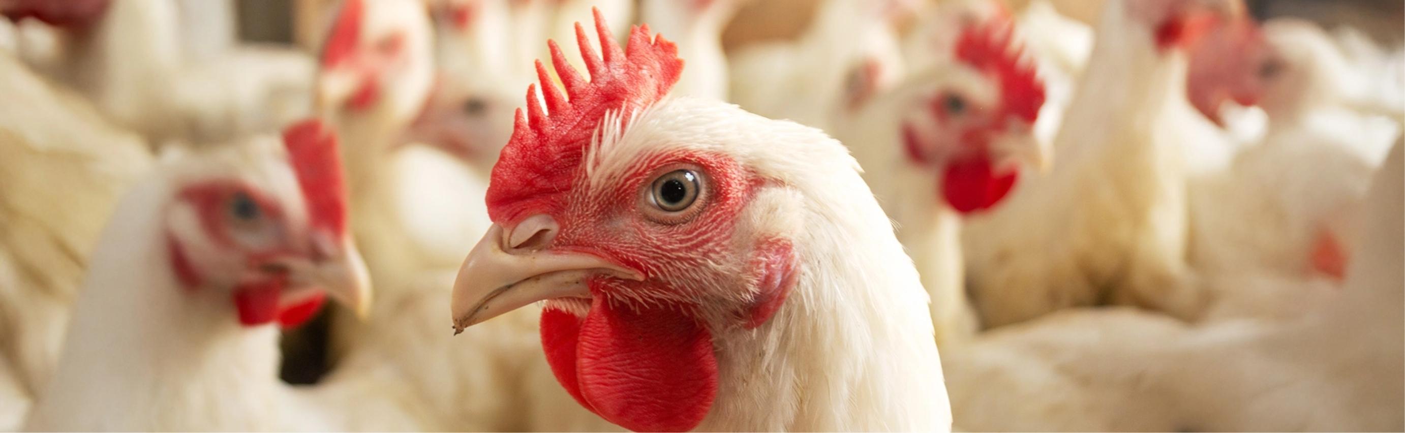 un-viztazo-a-la-avicultura
